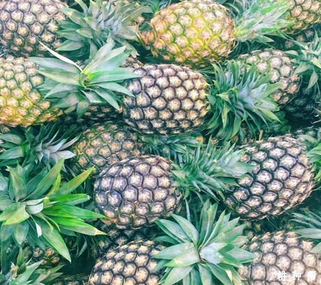 台农20号菠萝（牛奶菠萝）品种好不好？