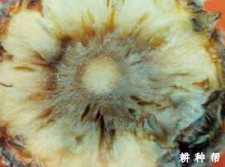 菠萝黑心病怎么防治?附图片 菠萝黑心病怎么防治?附图片