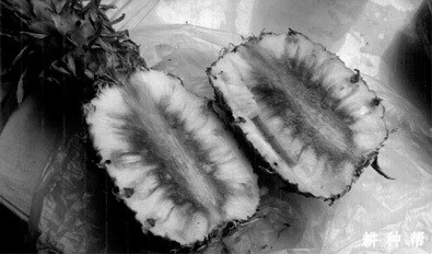 菠萝黑心病怎么防治?附图片 菠萝黑心病怎么防治?附图片