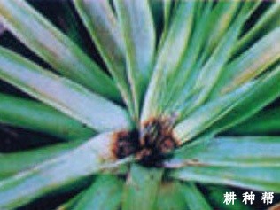 菠萝黑心病怎么防治?附图片 菠萝黑心病怎么防治?附图片