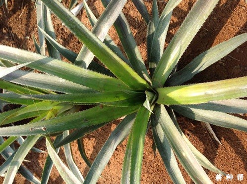 怎么样的土壤适宜种植菠萝？