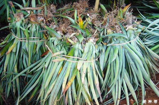 怎么样的菠萝苗好？