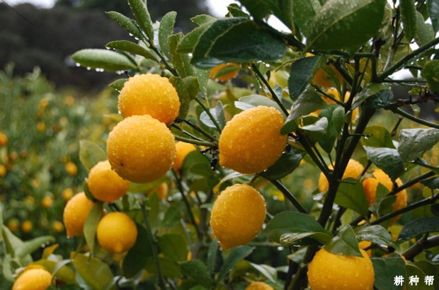 里斯本柠檬品种好不好？