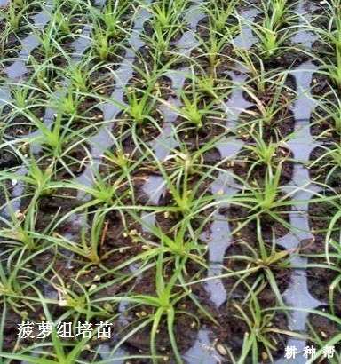 怎么样的菠萝苗好？