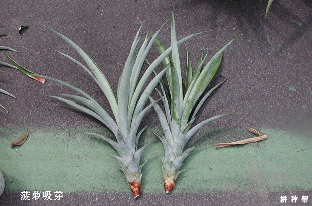 怎么样的菠萝苗好？