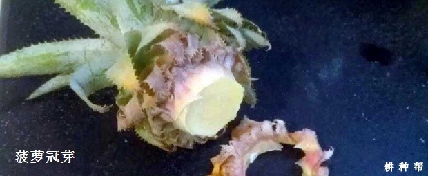 怎么样的菠萝苗好？