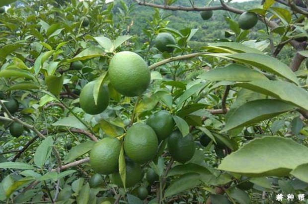 里斯本柠檬品种好不好？