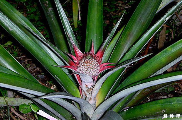 菠萝花什么时候开？