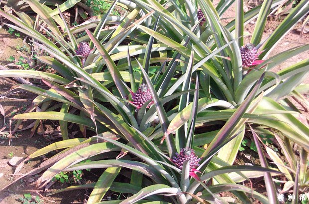 菠萝花什么时候开？