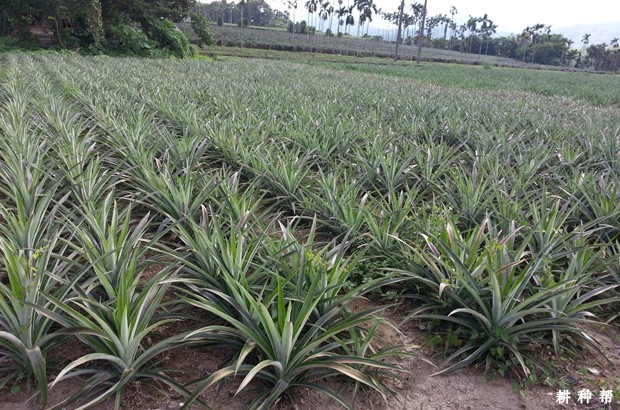 菠萝适合在什么地方种植？
