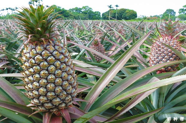 菠萝适合在什么地方种植？