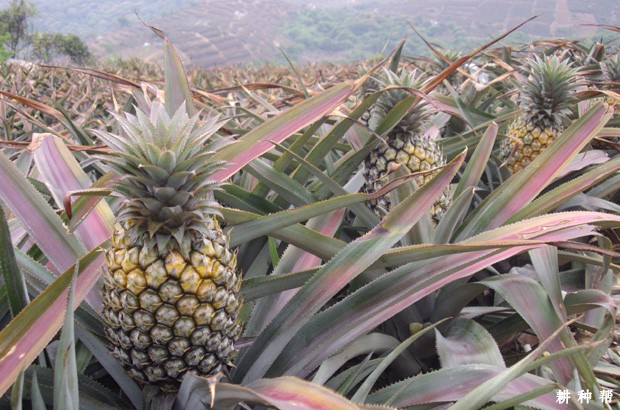 菠萝适合在什么地方种植？