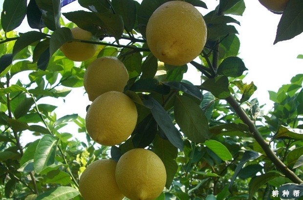 尤力克柠檬品种好不好？