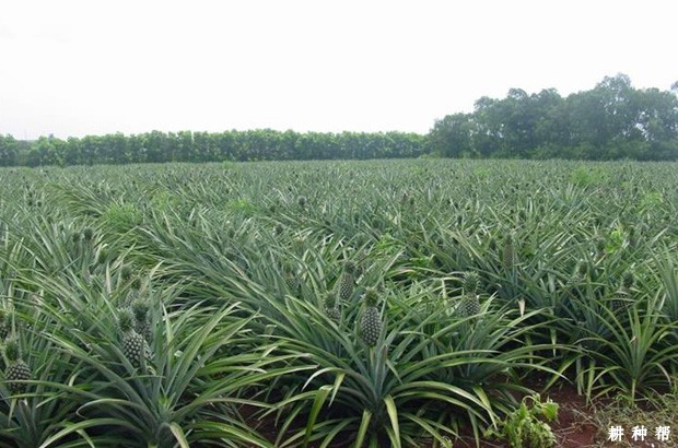 菠萝如何浇水？