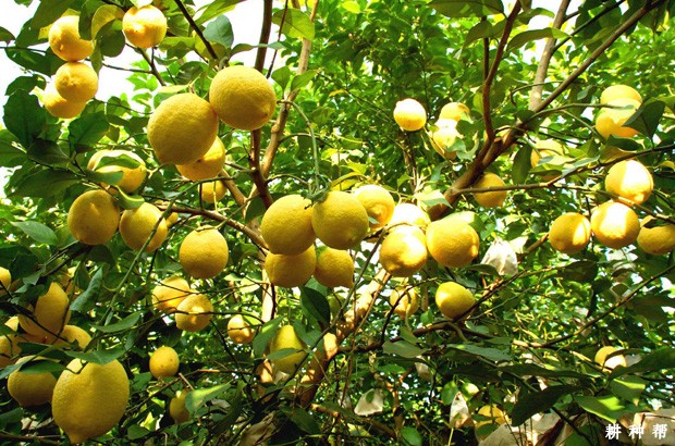 菠萝如何浇水？