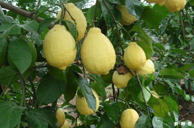 尤力克柠檬品种好不好？