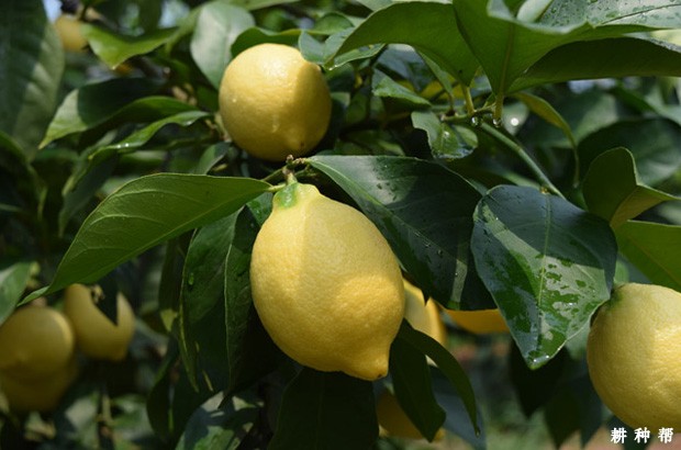 尤力克柠檬品种好不好？