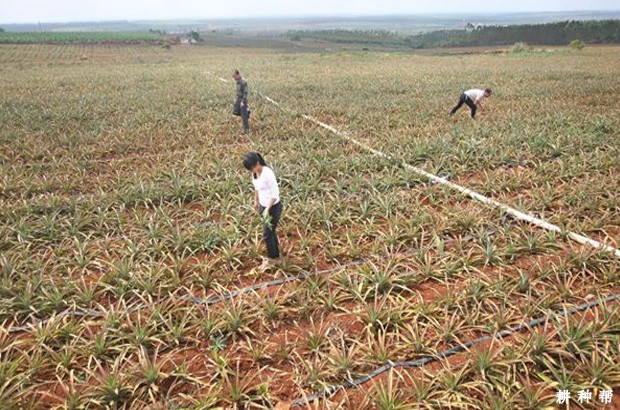 菠萝如何浇水？