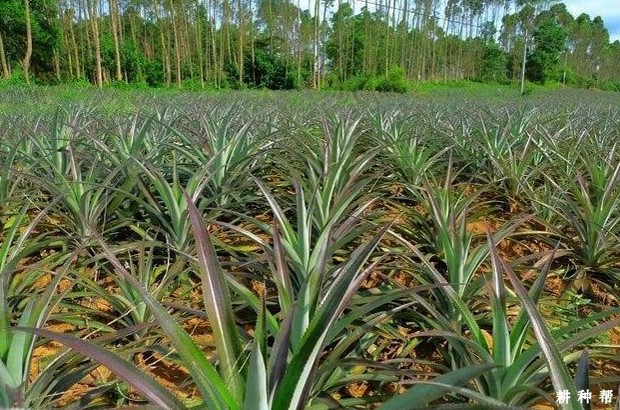 菠萝怎么用乙烯利催花? 菠萝怎么用乙烯利催花?