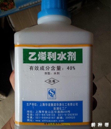 菠萝怎么用乙烯利催花? 菠萝怎么用乙烯利催花?