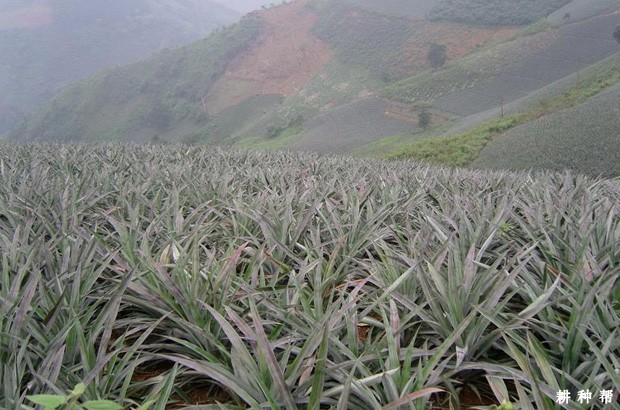 菠萝怎么用乙烯利催花? 菠萝怎么用乙烯利催花?