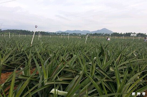 菠萝怎么用乙烯利催花? 菠萝怎么用乙烯利催花?