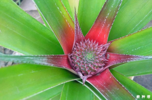 菠萝植株有什么特点？