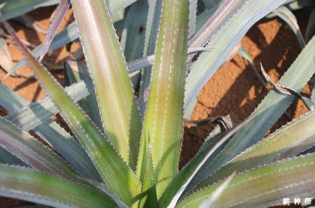 菠萝植株有什么特点？