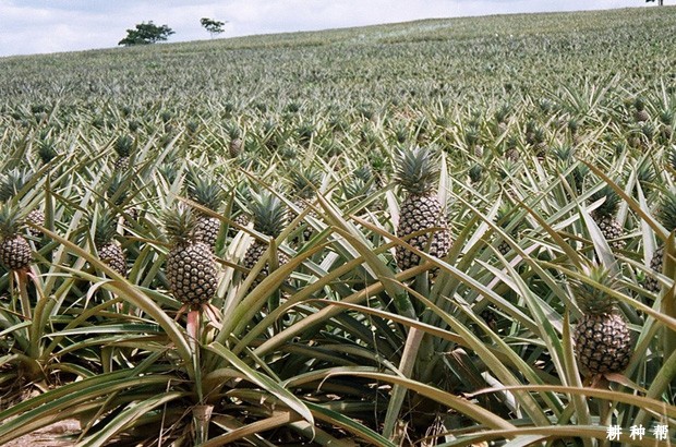 菠萝植株有什么特点？