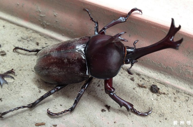 独角犀对菠萝有什么危害？附图片