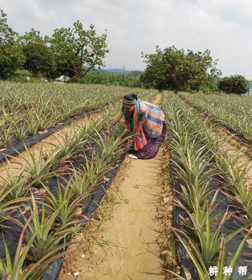 菠萝吸收肥料有什么特点？