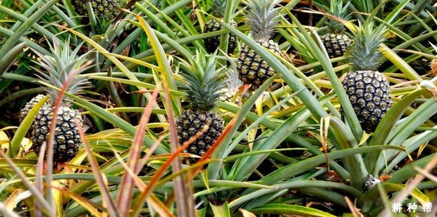 菠萝吸收肥料有什么特点？