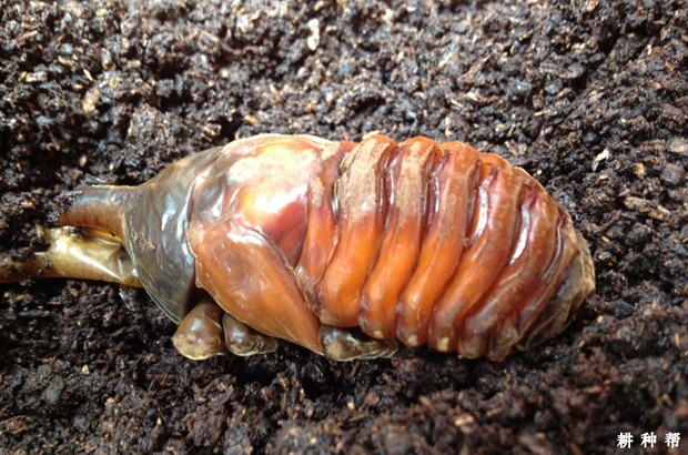 独角犀对菠萝有什么危害？附图片