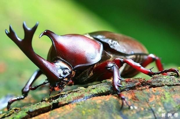 独角犀对菠萝有什么危害？附图片