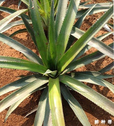 菠萝怎么用电石催花？