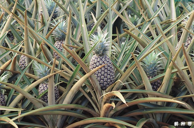 菠萝为什么要催花？