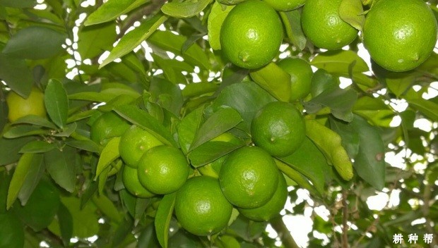 塔西提柠檬品种好不好？