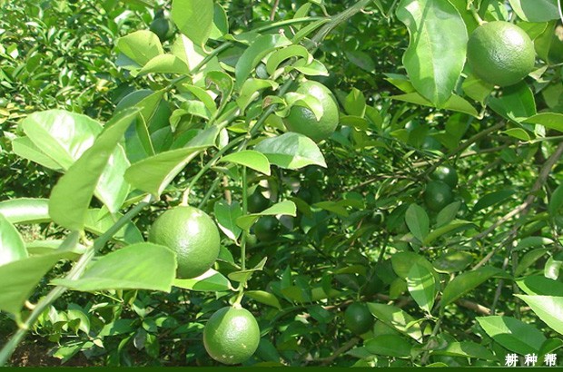 塔西提柠檬品种好不好？
