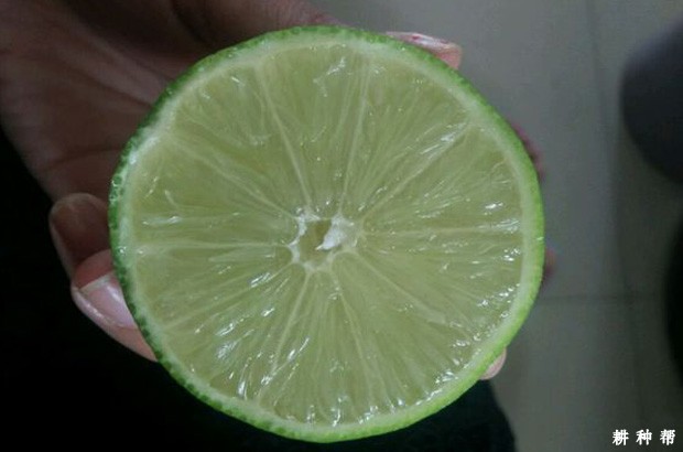 塔西提柠檬品种好不好？
