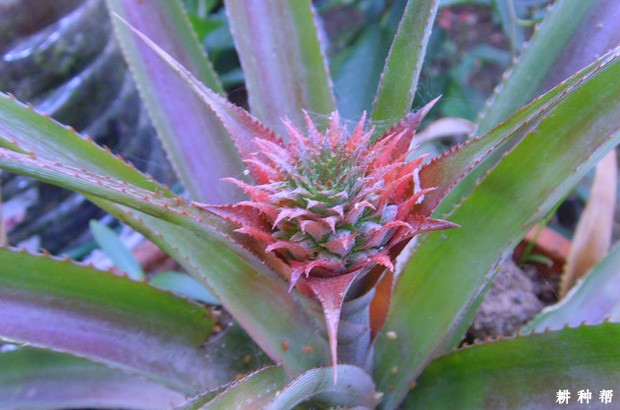  菠萝自然开花的条件是什么？