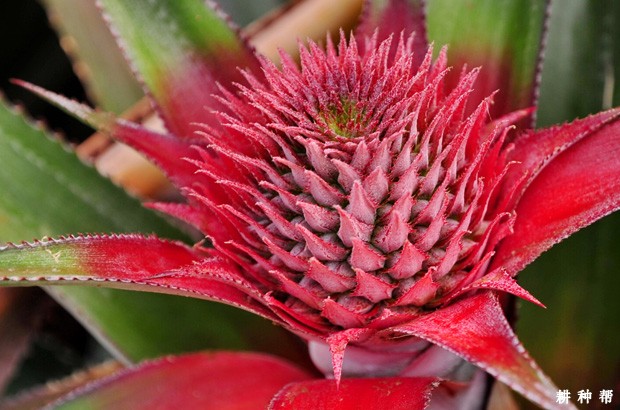  菠萝自然开花的条件是什么？