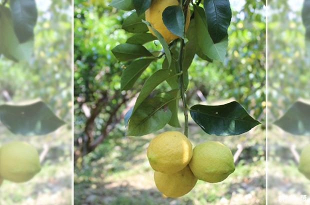 北京柠檬品种好不好? 北京柠檬品种好不好?