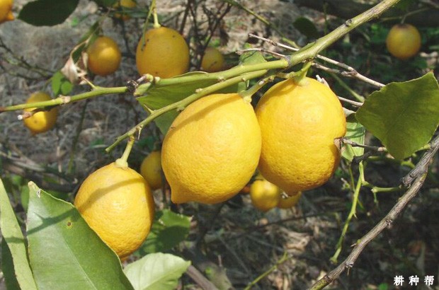 北京柠檬品种好不好? 北京柠檬品种好不好?