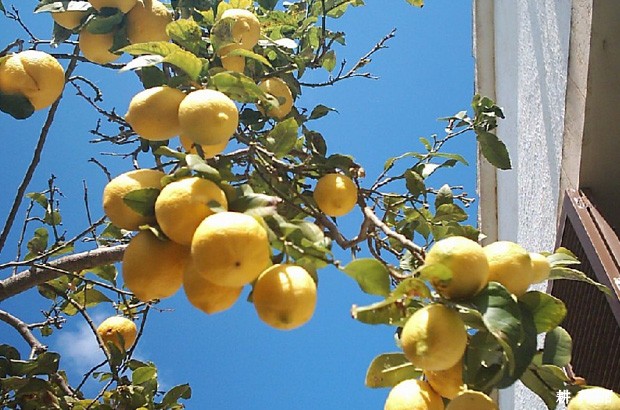 北京柠檬品种好不好? 北京柠檬品种好不好?