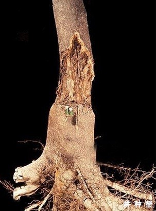 防治柠檬脚腐病有哪些方法？附图片