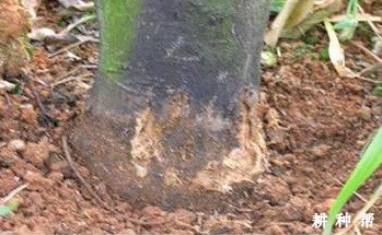 防治柠檬脚腐病有哪些方法？附图片