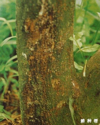 防治柠檬脚腐病有哪些方法？附图片