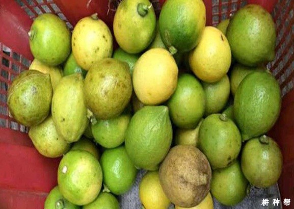 柠檬黑斑病如何防治？附图片