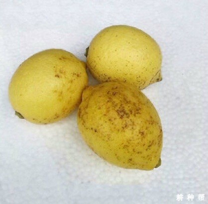 柠檬黑斑病如何防治？附图片