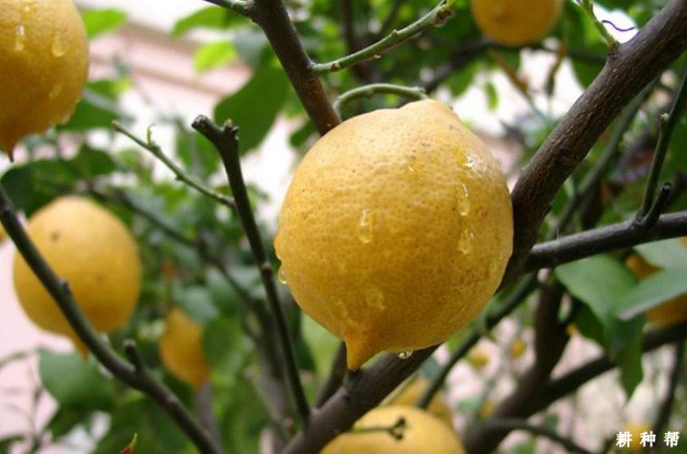 柠檬水有什么功效与作用？